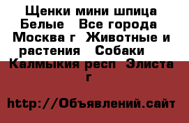 Щенки мини шпица Белые - Все города, Москва г. Животные и растения » Собаки   . Калмыкия респ.,Элиста г.